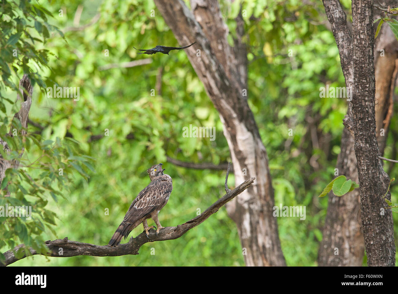 L'immagine dell'aquila modificabile ( Spizaetus cirrhatus ) attaccato da bianco gonfiato drongo era prendere in Tadoba national park, India Foto Stock