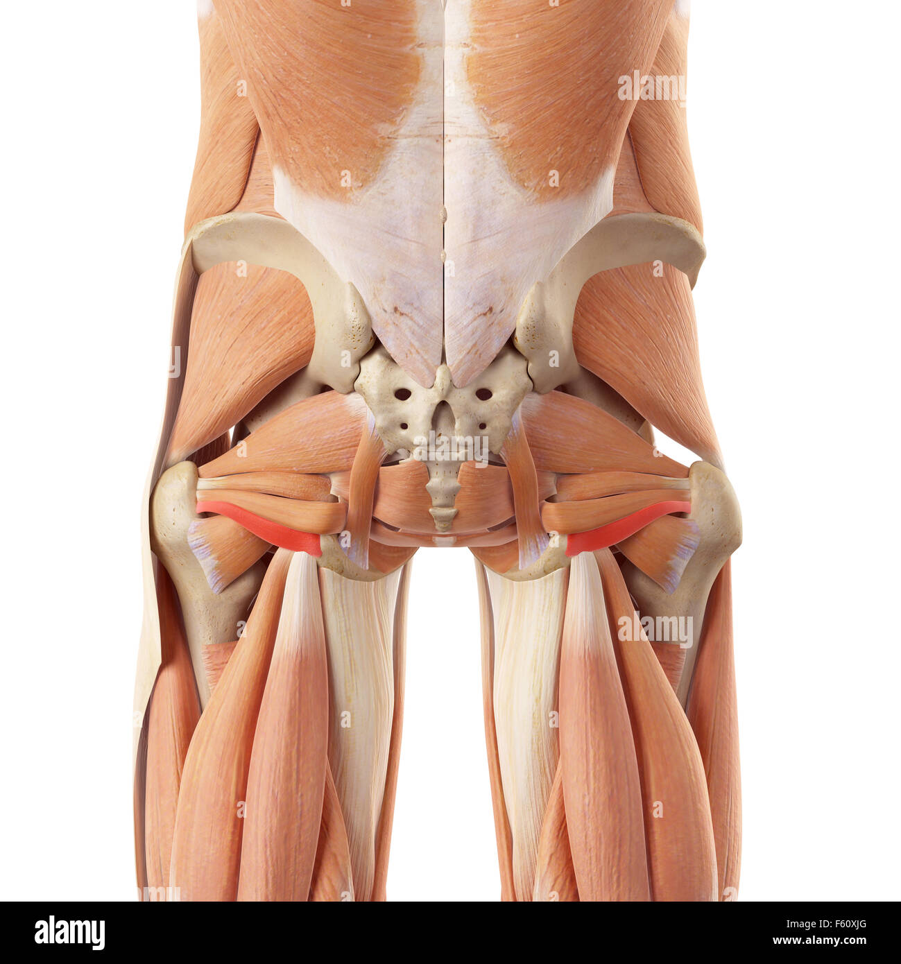 Dal punto di vista medico illustrazione accurata del gemellus inferiore Foto Stock