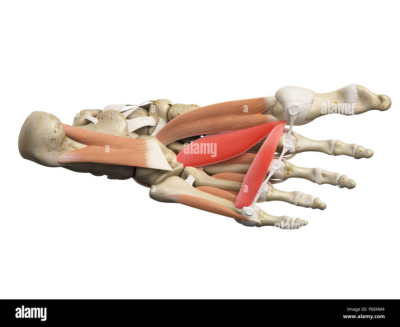 Dal punto di vista medico illustrazione accurata dell'adduttore hallucis Foto Stock