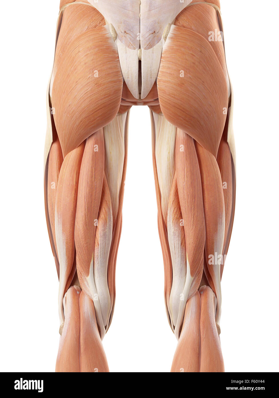 Dal punto di vista medico illustrazione accurata della gamba posteriore muscoli Foto Stock