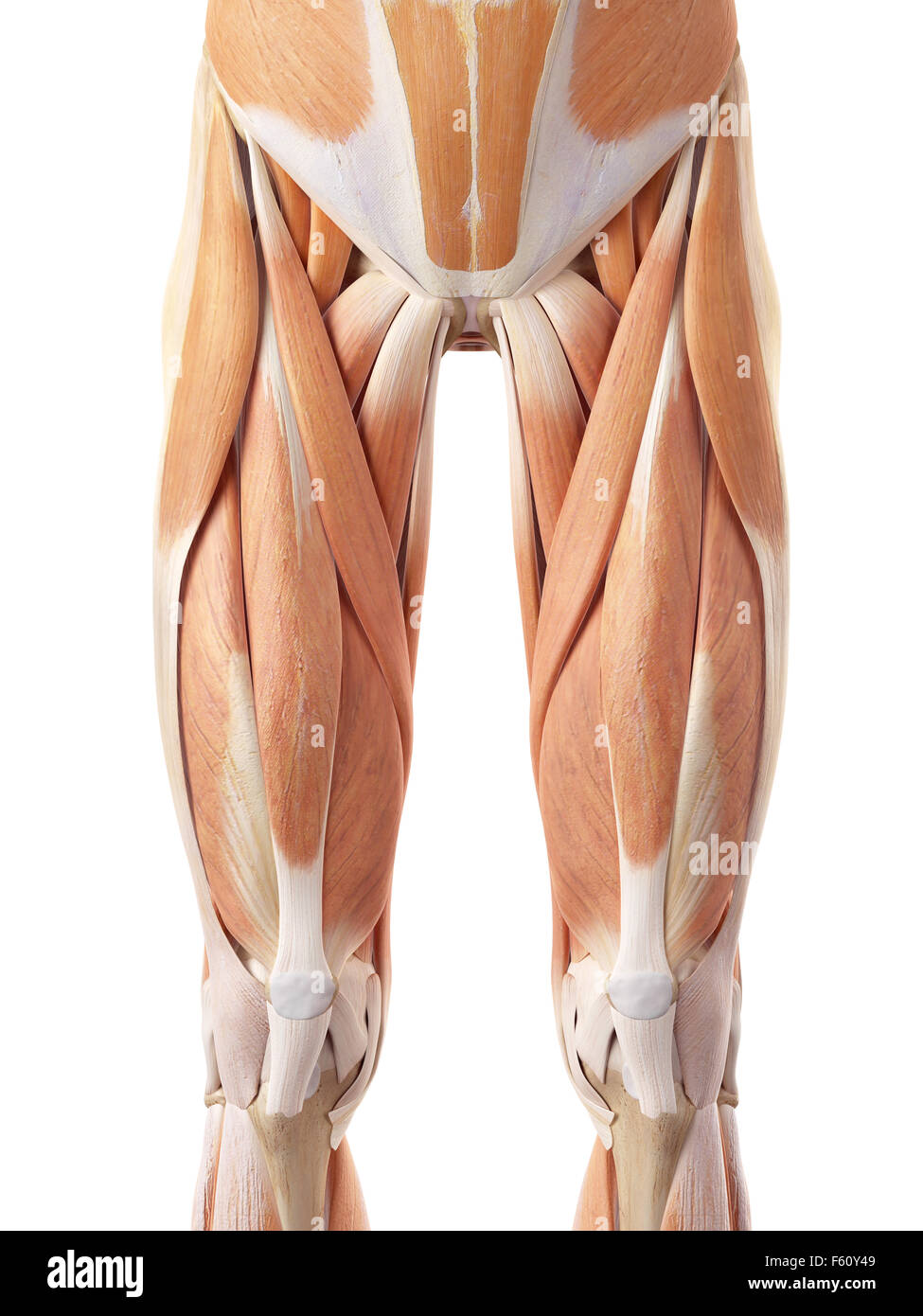 Dal punto di vista medico illustrazione accurata della sezione anteriore della muscolatura delle gambe Foto Stock