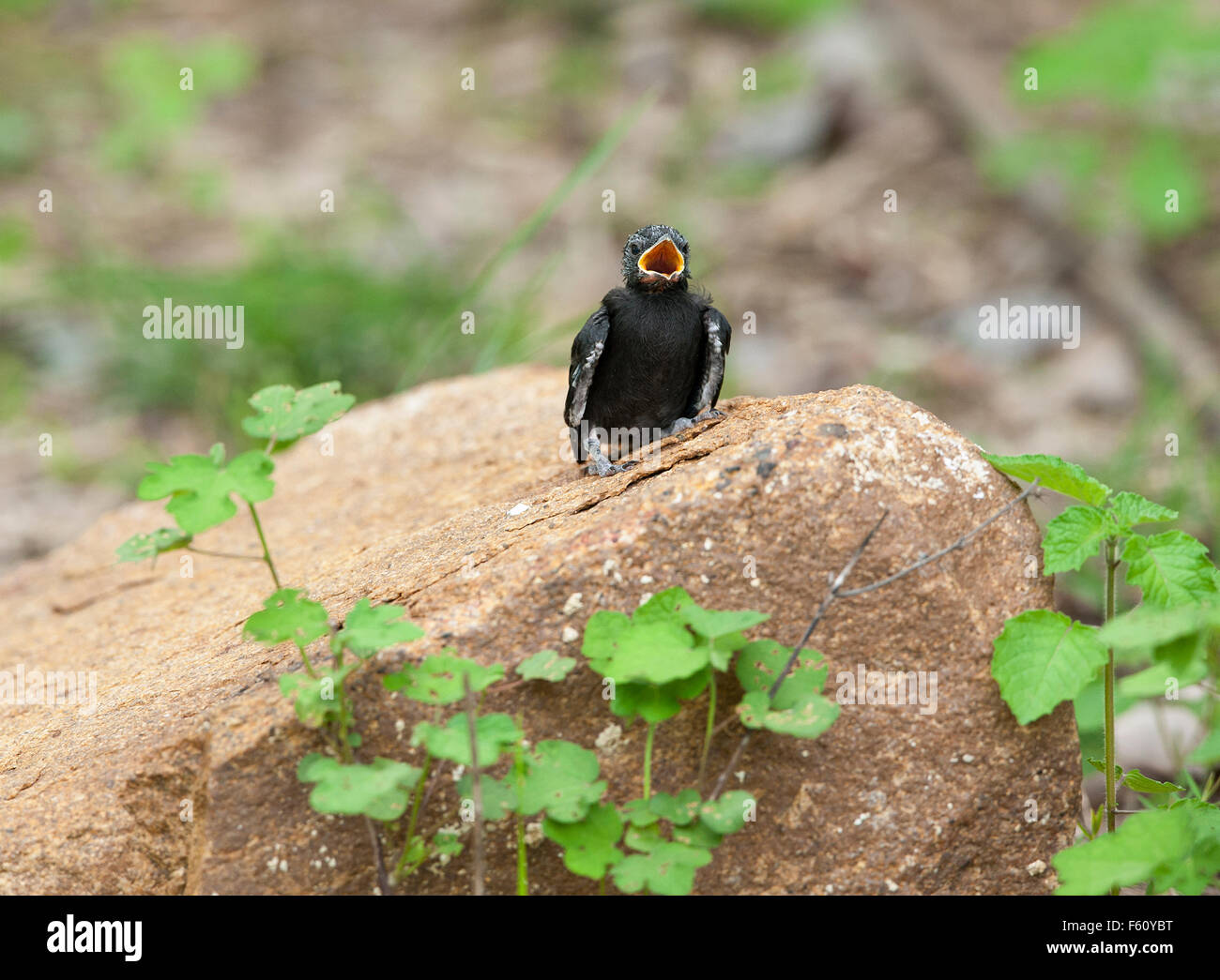 L'immagine del giovane pulcino di Drongo era prendere in Tadoba national park, India Foto Stock