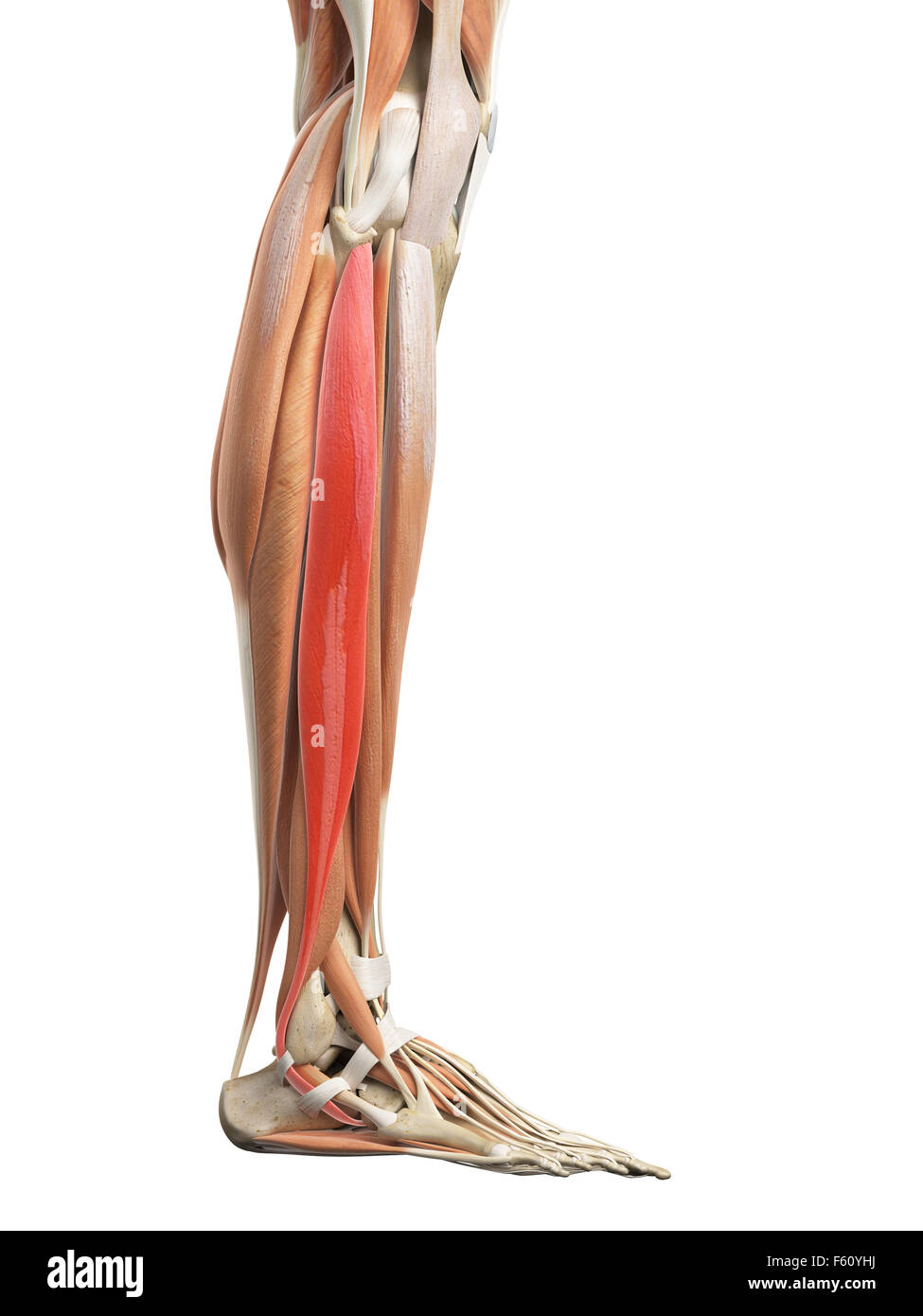 Dal punto di vista medico illustrazione accurata del peroneus longus Foto Stock