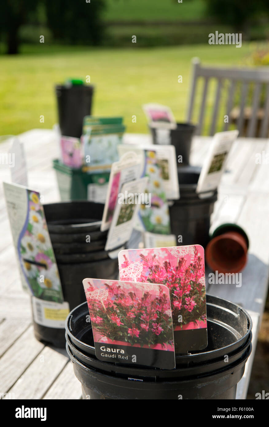 Impianto vuoto bicchieri su un tavolo da giardino compresi Gaura REGNO UNITO Foto Stock