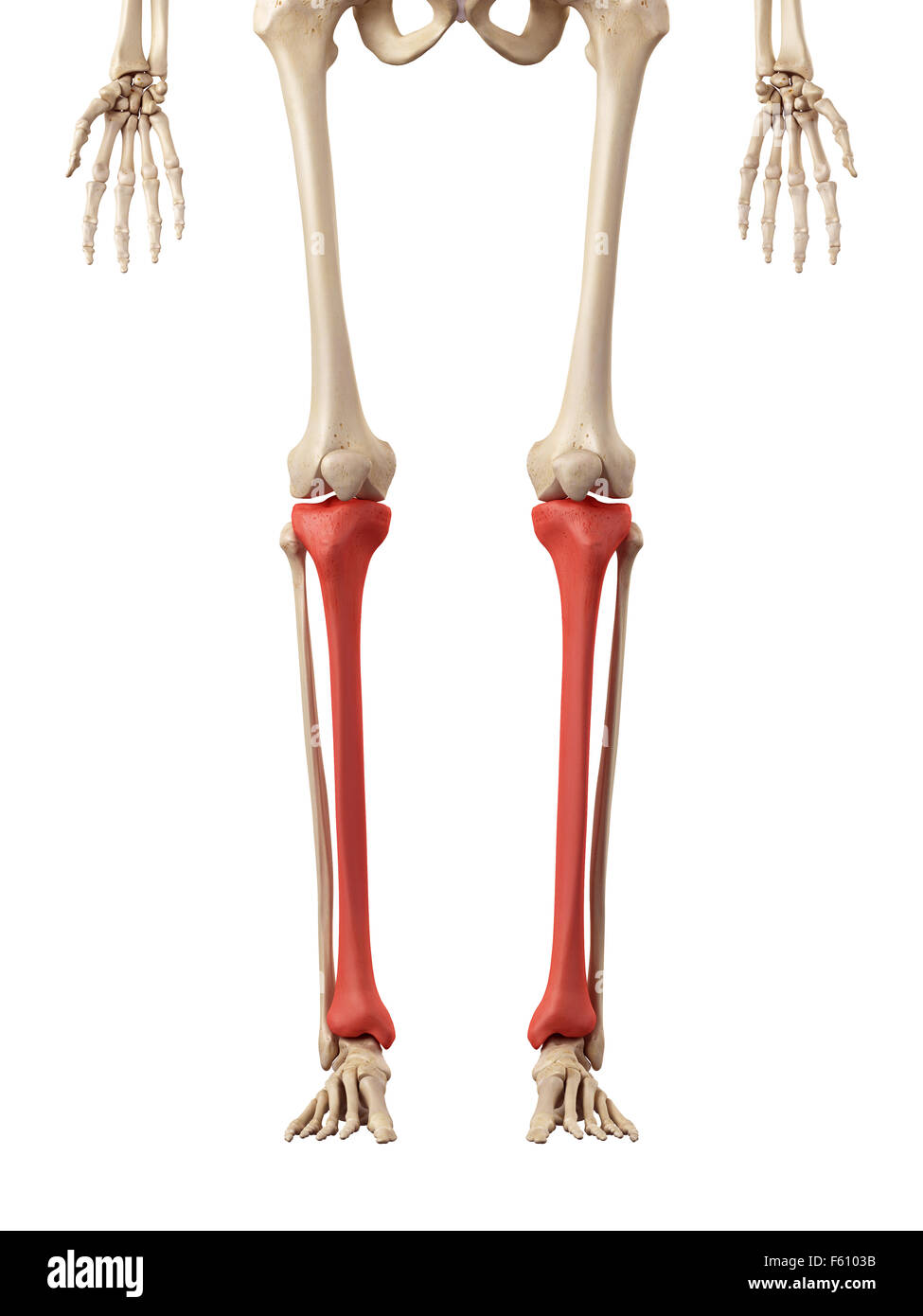 Anatomia dell'osso della tibia immagini e fotografie stock ad alta ...