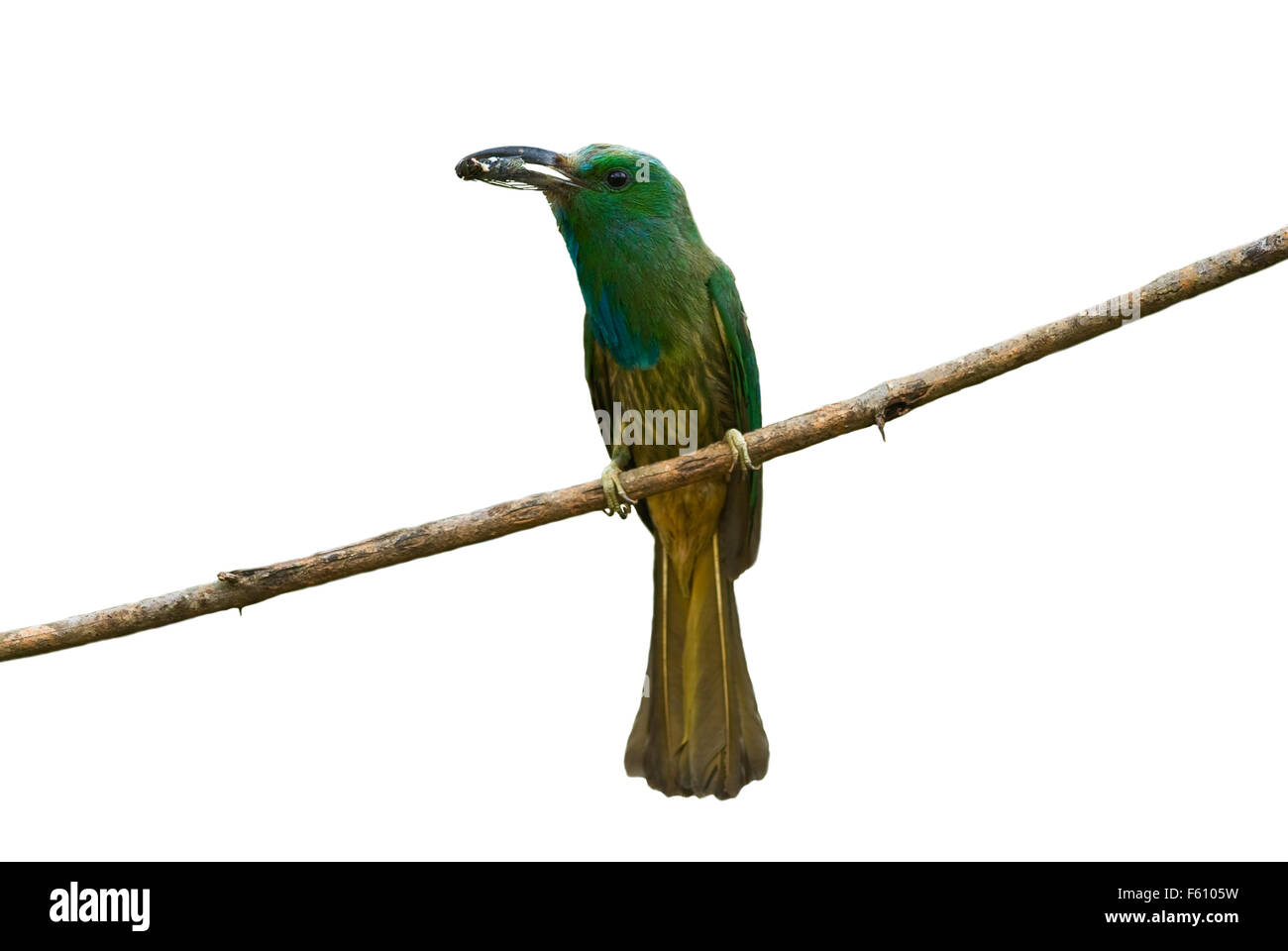 Bella blu barbuto bee eater mangiando insetti Foto Stock