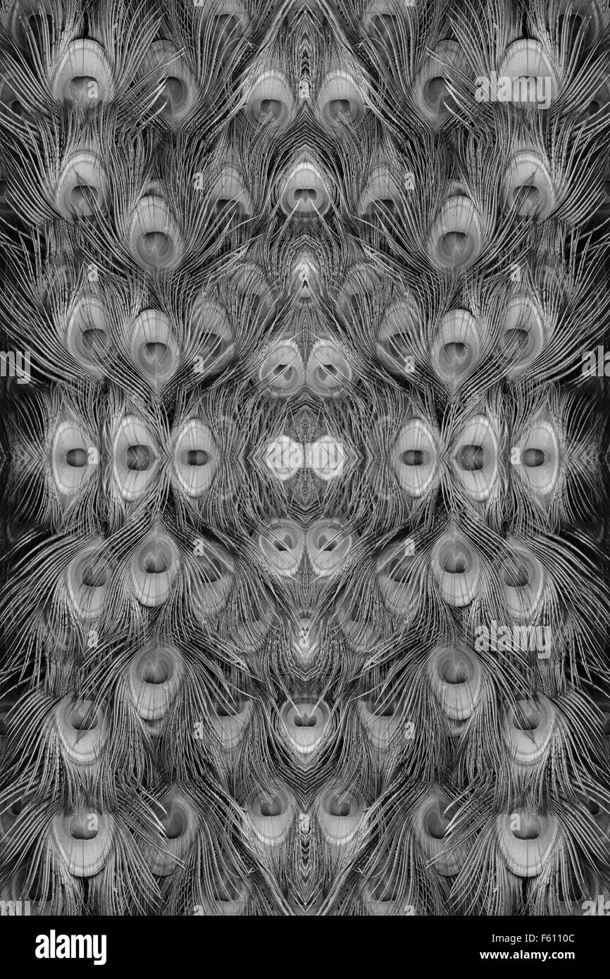 Bella piuma di Indian peafowl (Pavo cristatus) Foto Stock