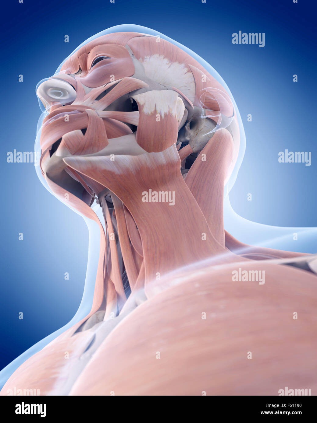 Dal punto di vista medico illustrazione accurata dei muscoli del collo Foto Stock