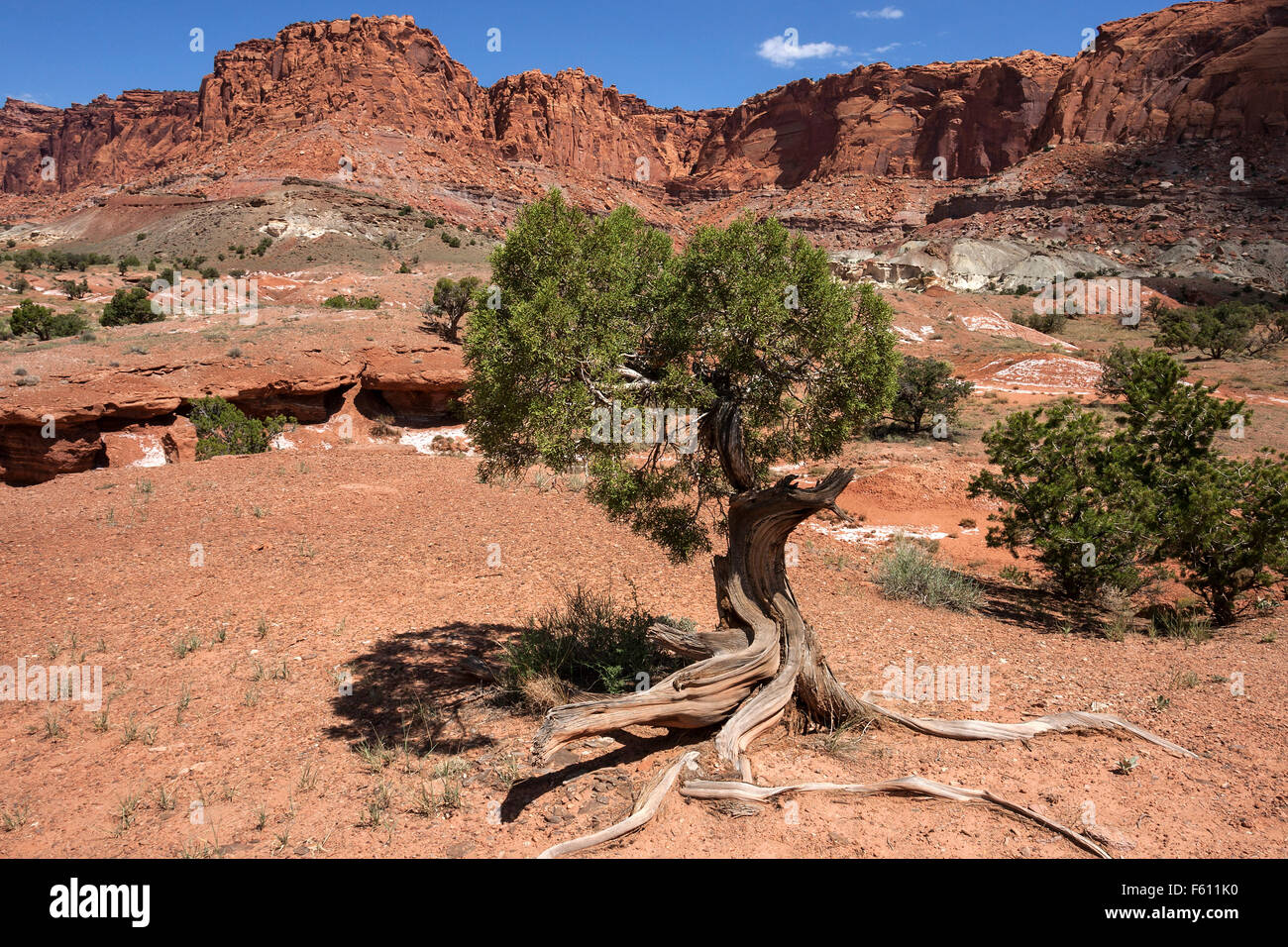 Paesaggio e formazioni rocciose nel Parco nazionale di Capitol Reef, Bristlecone pine (Pinus subsect. Balfourianae) davanti, Utah, Stati Uniti d'America Foto Stock