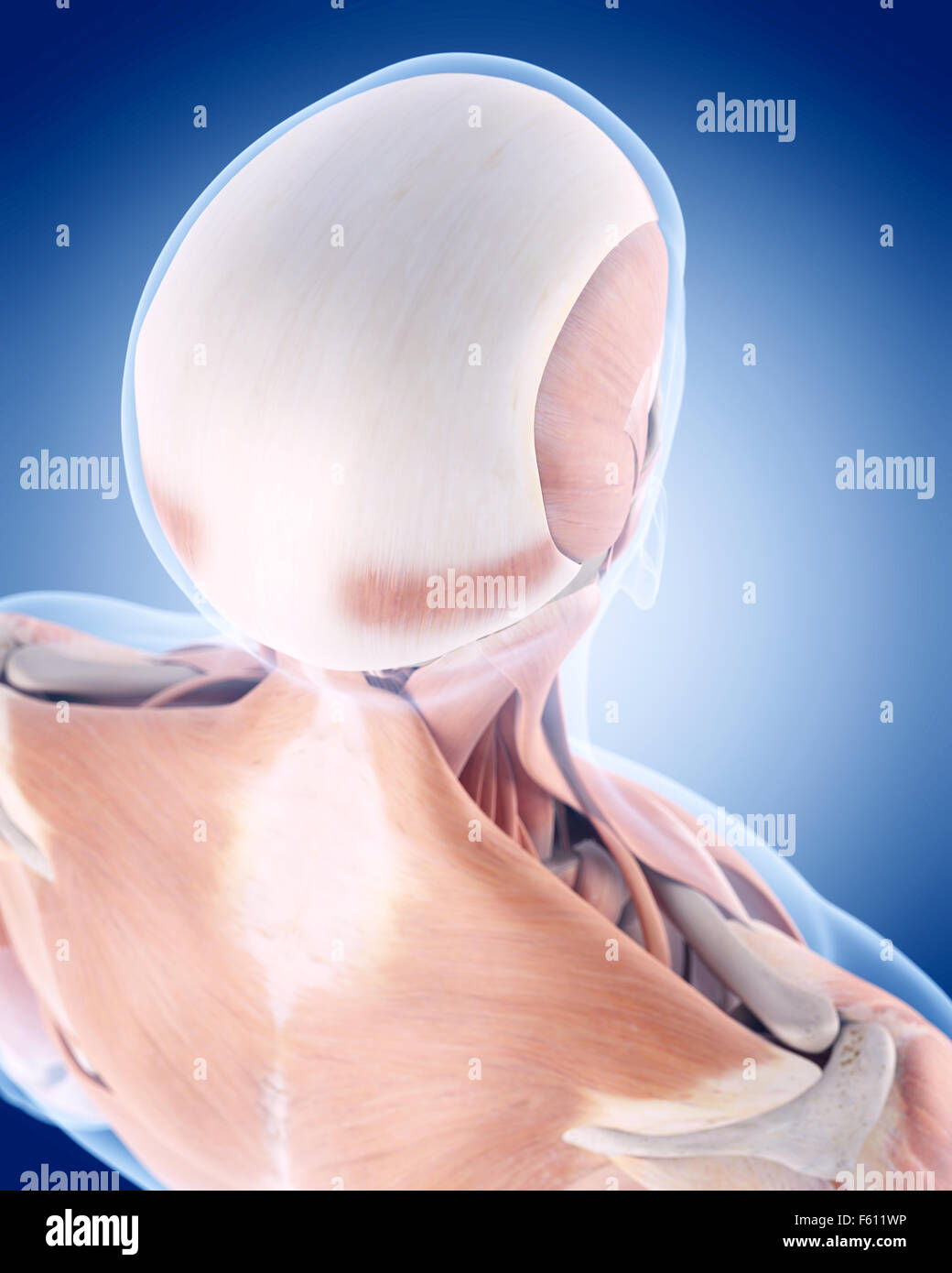 Dal punto di vista medico illustrazione accurata dei muscoli della schiena Foto Stock