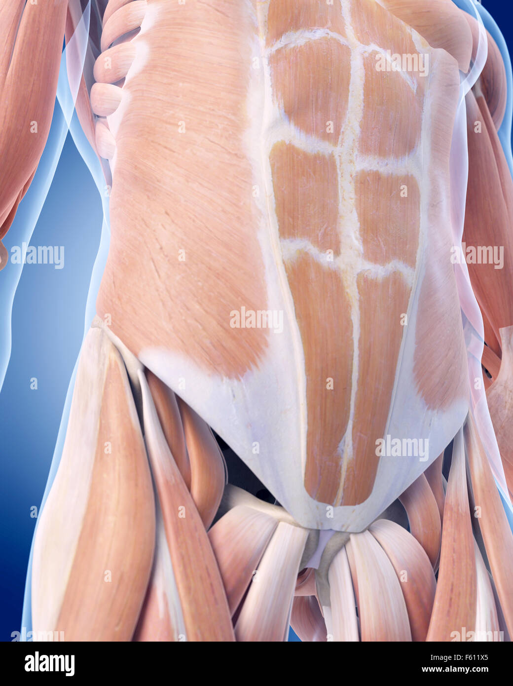 Dal punto di vista medico illustrazione accurata dei muscoli addominali Foto Stock