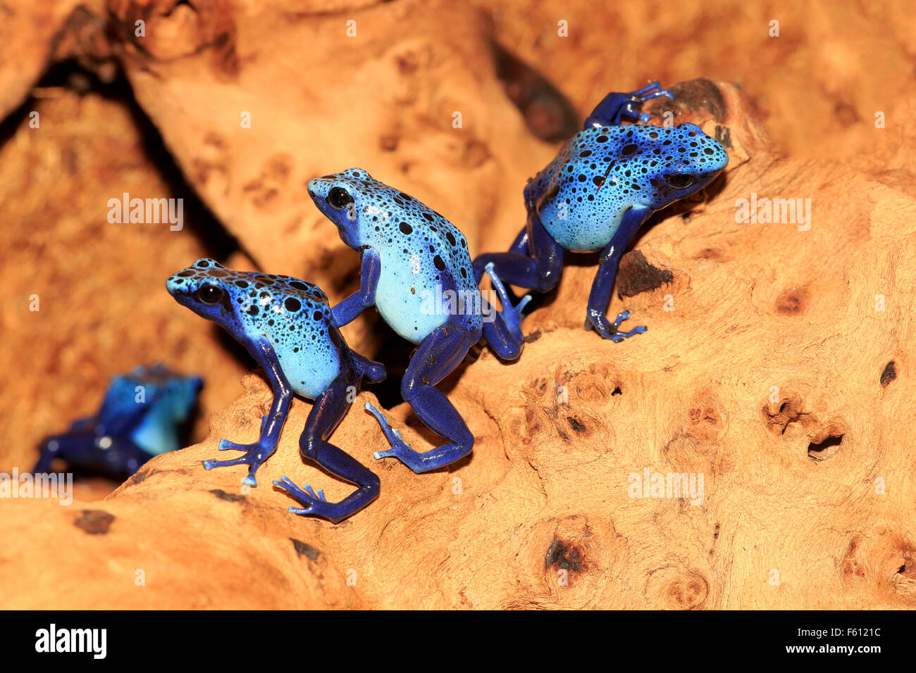 Tintura di dart rane o tincs (Dendrobates tinctorius), adulti, il gruppo trovato in Sud America, captive, Germania Foto Stock