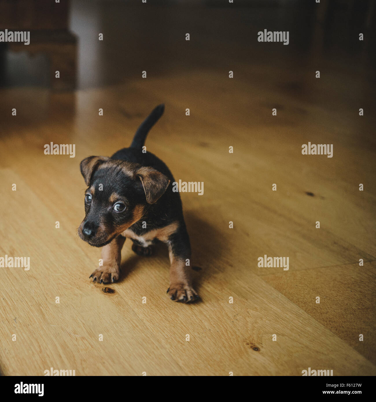 Jack Russell Terrier cucciolo ottenere pronto a balzare Foto Stock