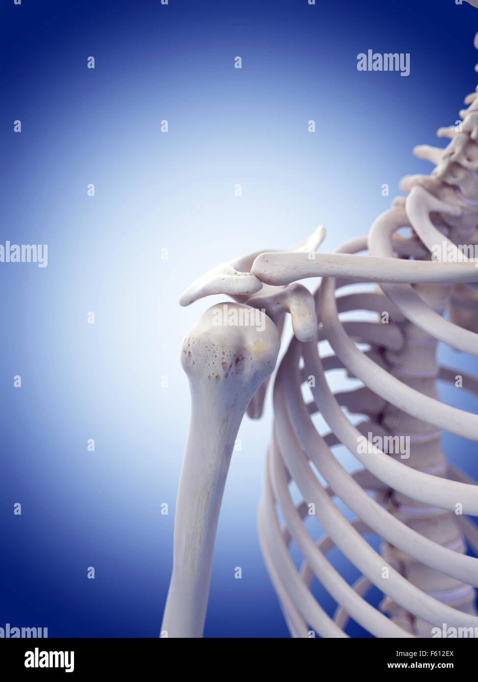 Dal punto di vista medico illustrazione accurata della spalla Foto Stock