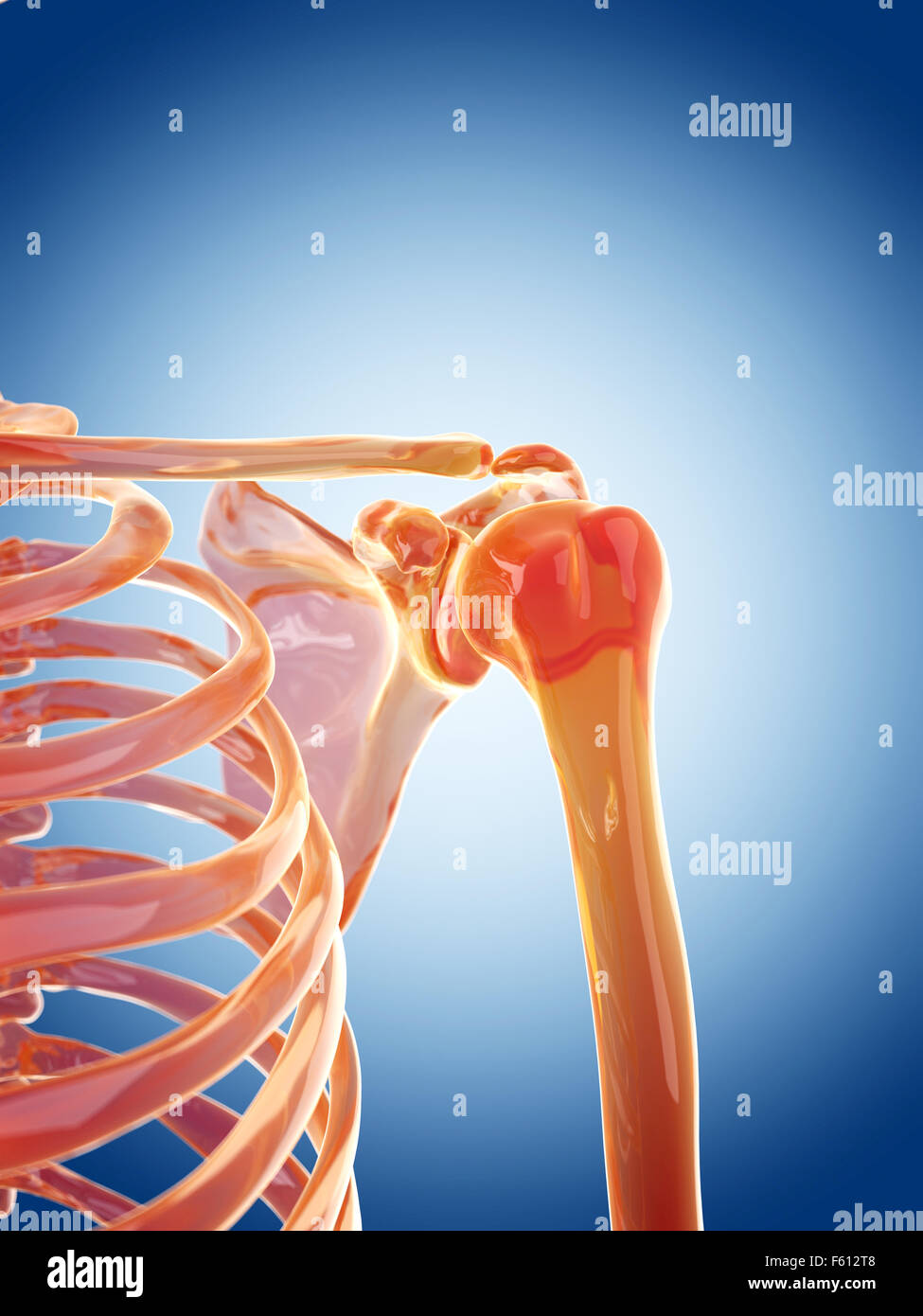 Scheletro di vetro illustrazione - le articolazioni della spalla Foto Stock