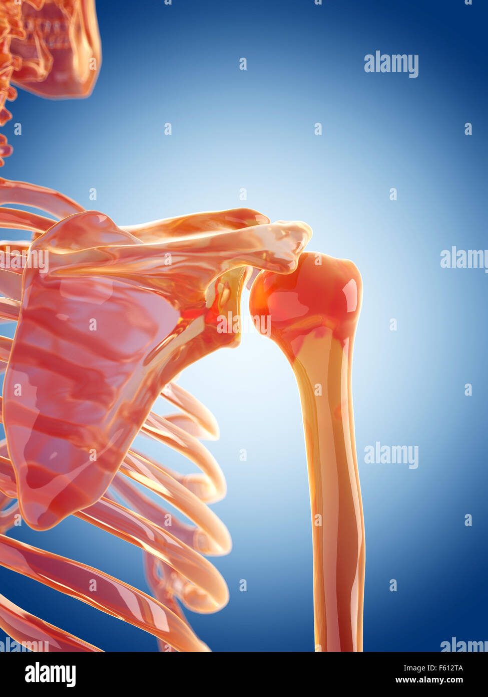 Scheletro di vetro illustrazione - le articolazioni della spalla Foto Stock