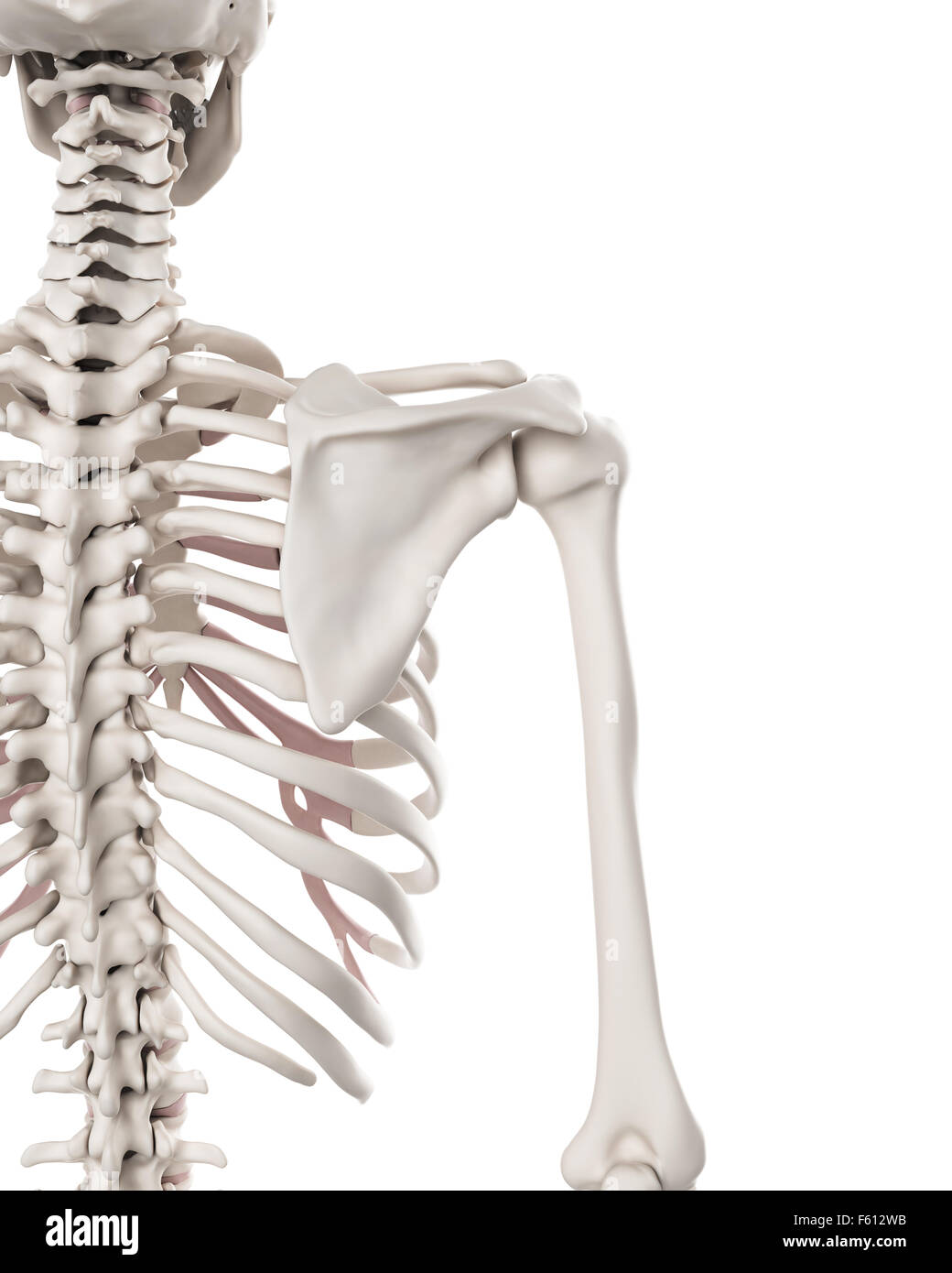 Dal punto di vista medico illustrazione accurata del sistema scheletrico - la spalla Foto Stock