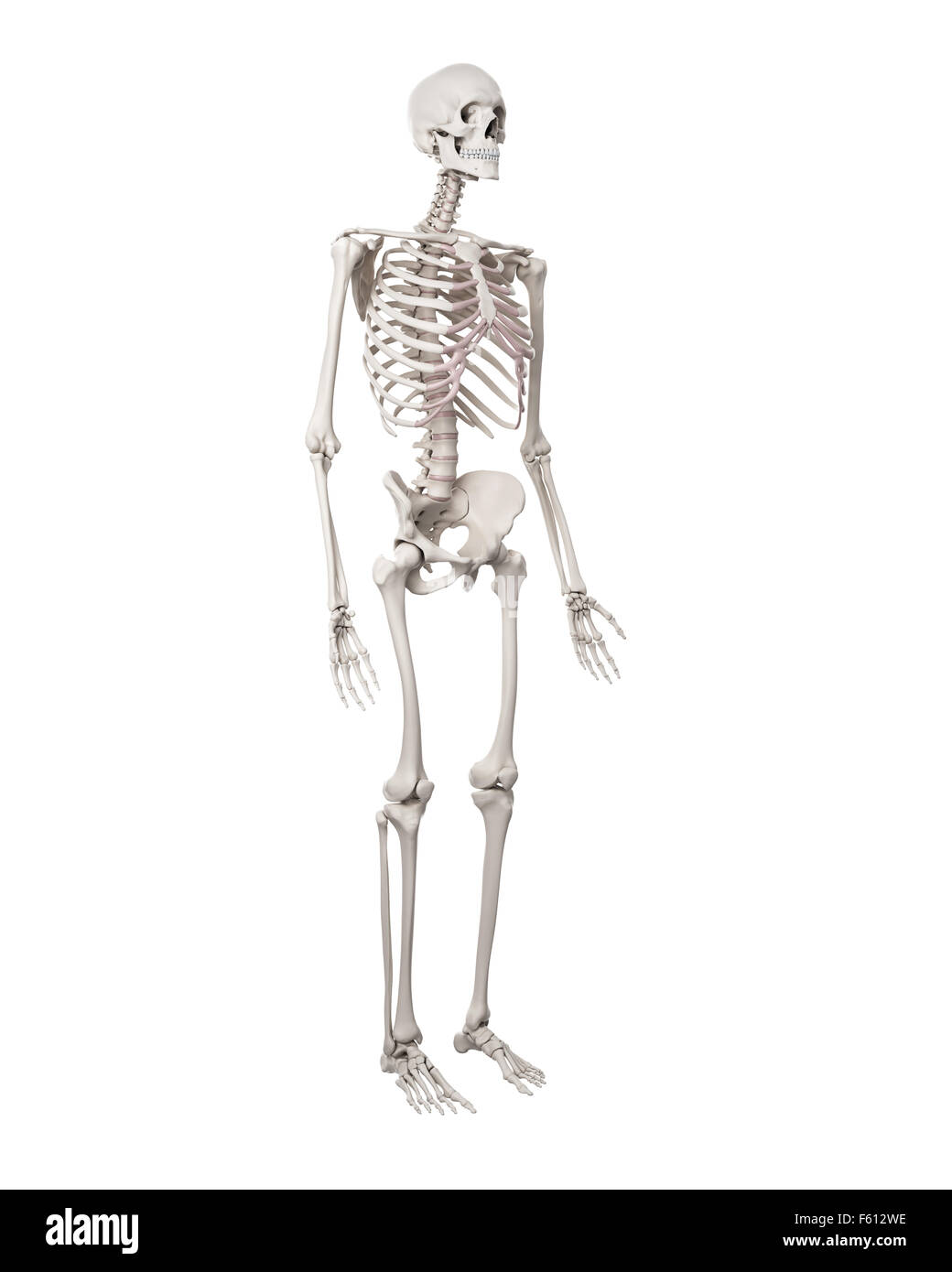 Dal punto di vista medico illustrazione accurata dello scheletro umano Foto Stock