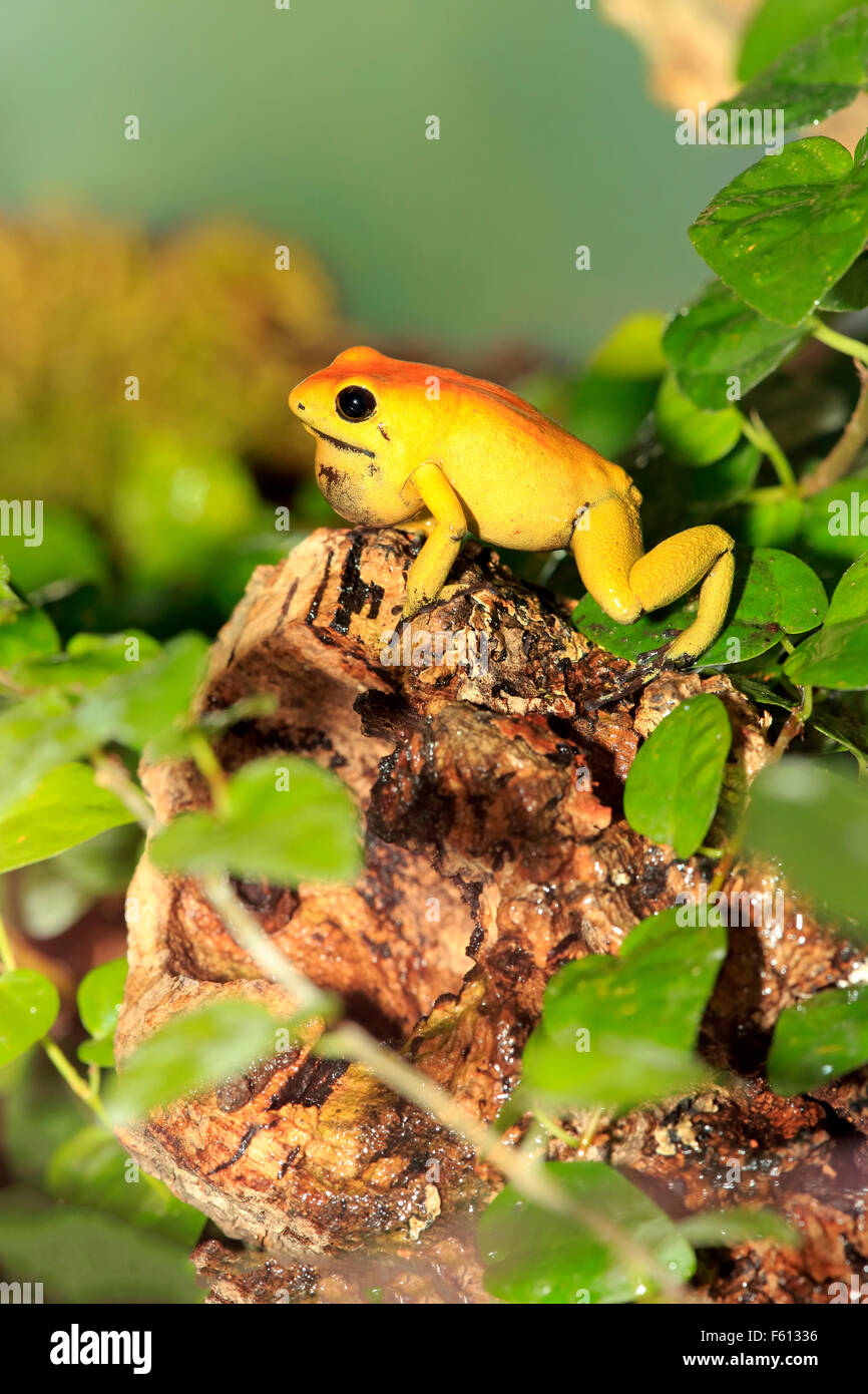 Nero-gambe rana di veleno, dart bicolore rana o neari (Phyllobates bicolore) con custodia di gola, adulto, avviso Foto Stock