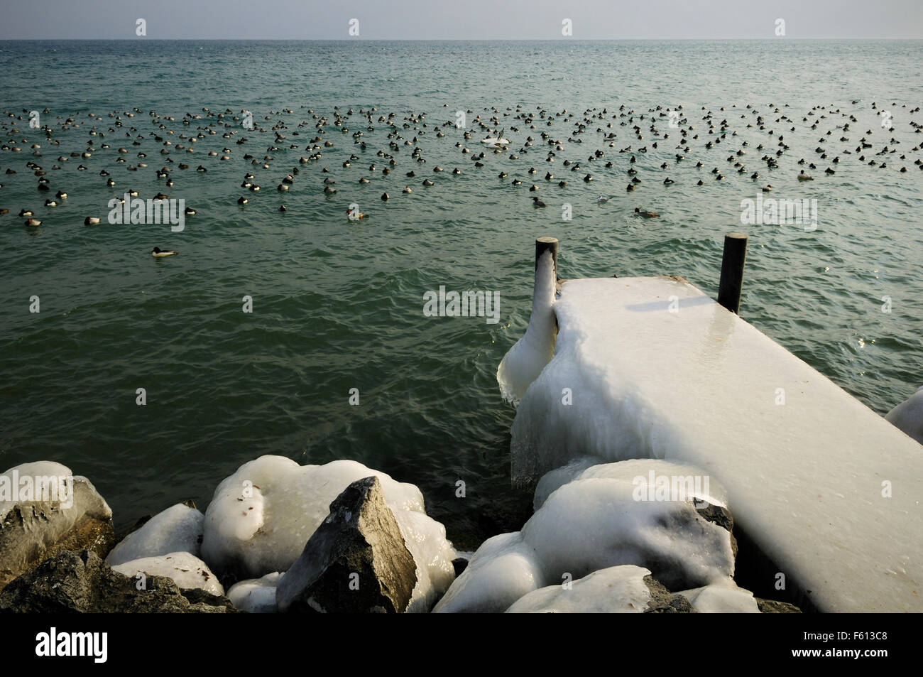 Anatre e gelido pier durante il mese di febbraio 2012 Unione ondata di freddo in Rolle, sul Lago di Ginevra, nel Cantone di Vaud, Svizzera Foto Stock