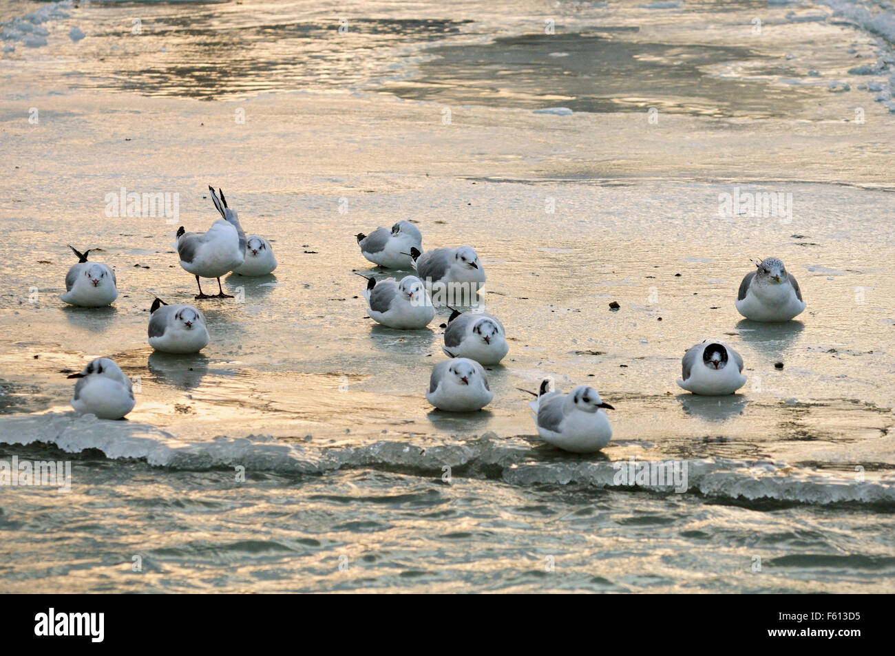 I gabbiani in appoggio su ghiaccio sul lago di Ginevra durante il mese di febbraio 2012 Unione ondata di freddo a Versoix, Cantone di Ginevra, Svizzera Foto Stock