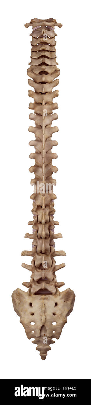 Dal punto di vista medico illustrazione accurata della colonna vertebrale umana Foto Stock