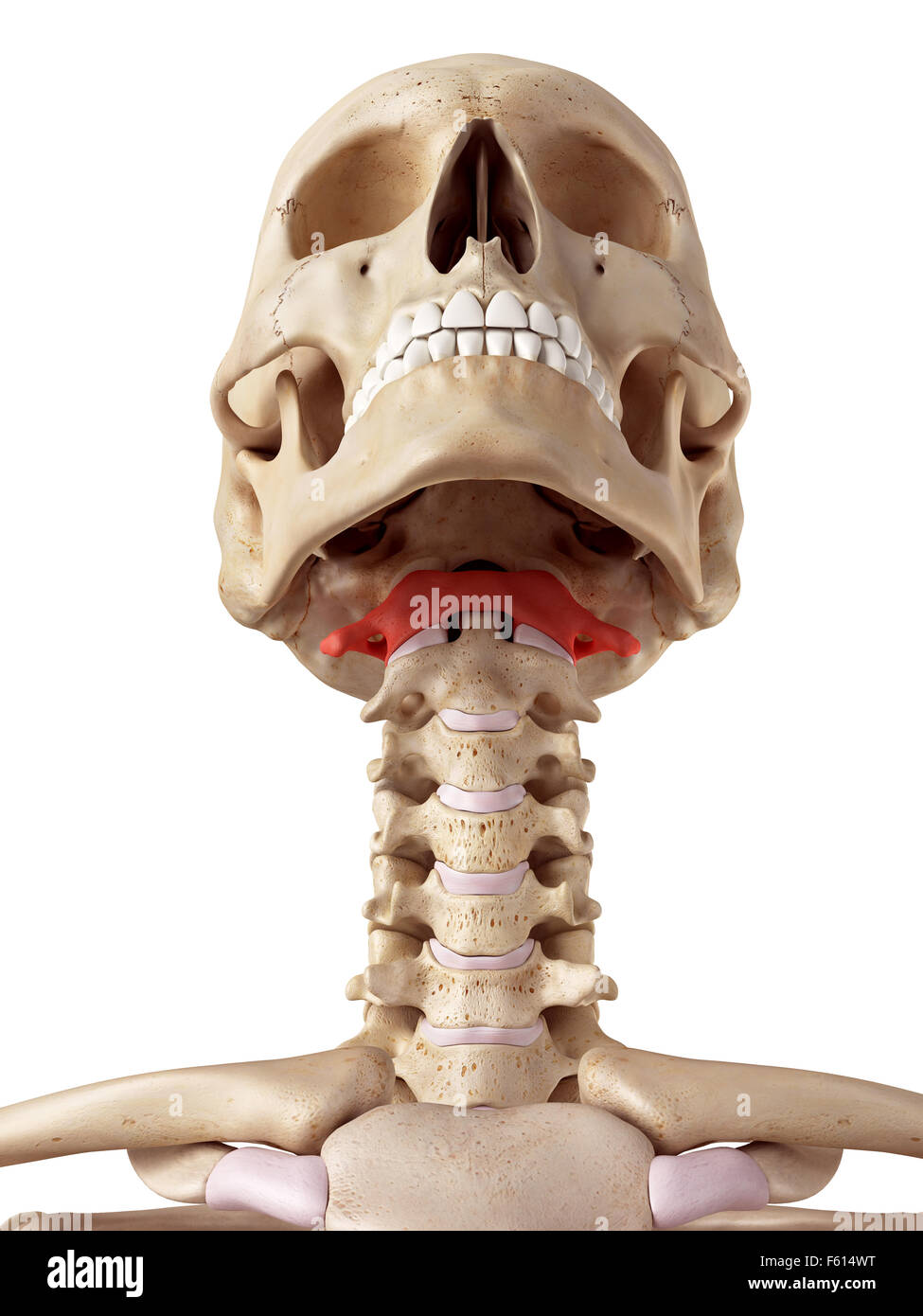 Medical accurata illustrazione dell'osso atlas Foto Stock