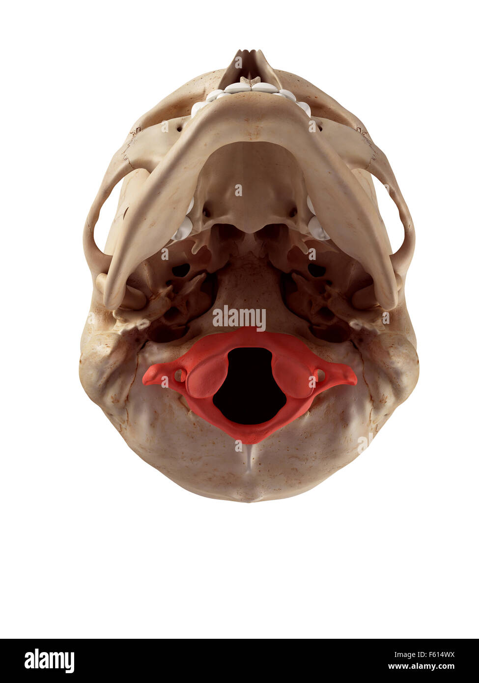 Medical accurata illustrazione dell'osso atlas Foto Stock
