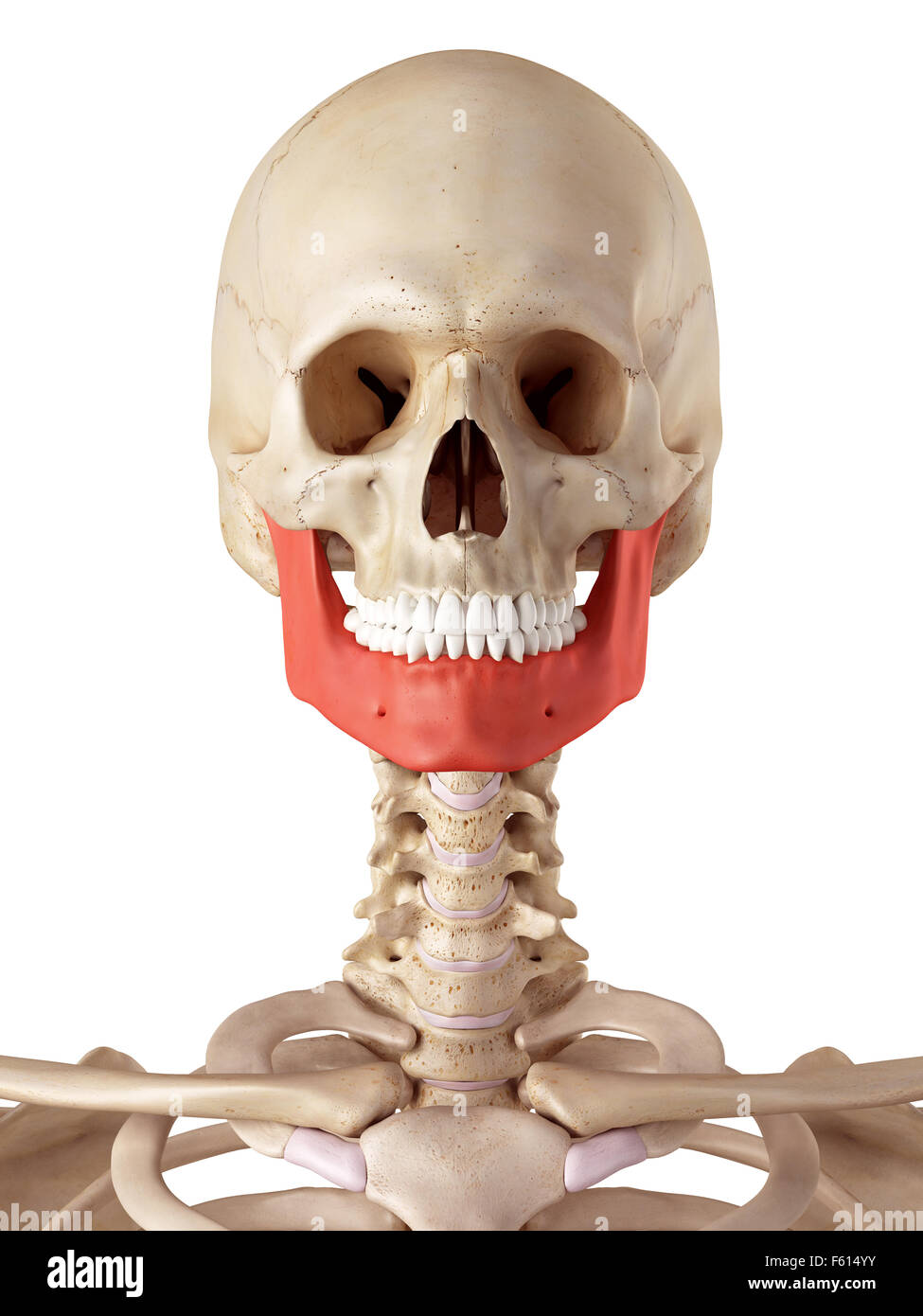 Medical accurata illustrazione dell'osso della mascella Foto Stock