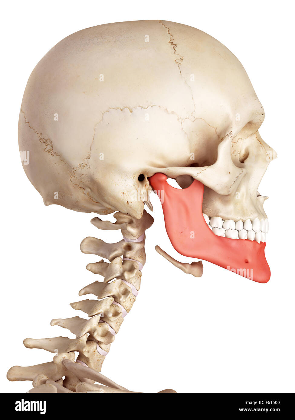 Medical accurata illustrazione dell'osso della mascella Foto Stock