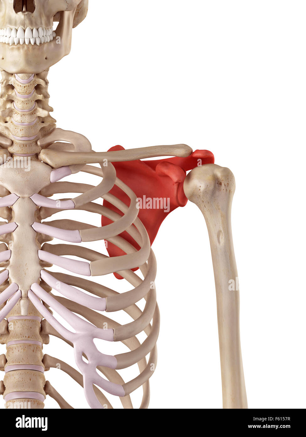 Medical accurata illustrazione della scapola Foto Stock