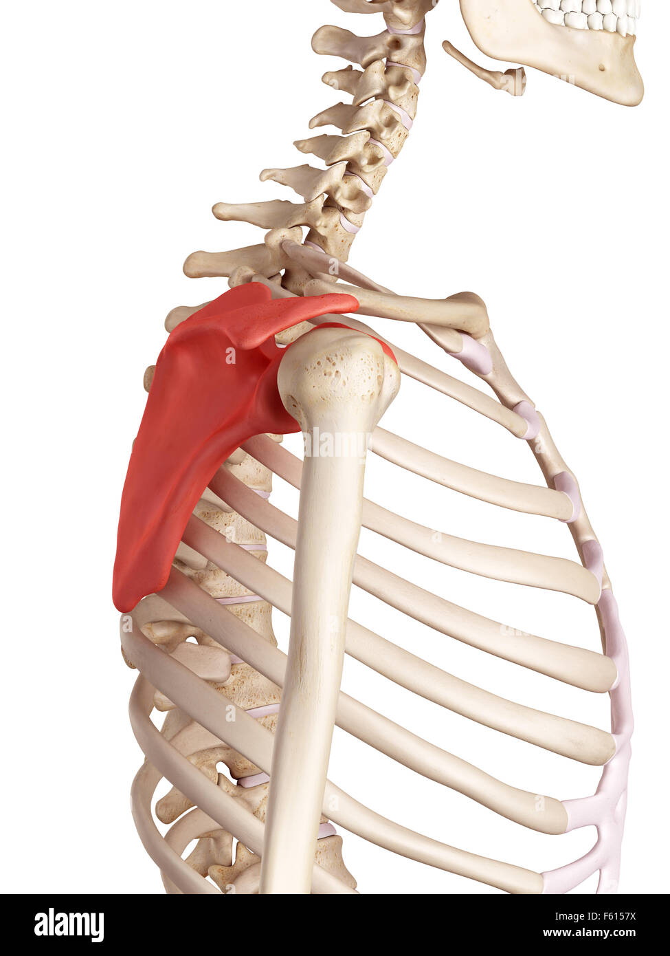 Medical accurata illustrazione della scapola Foto Stock