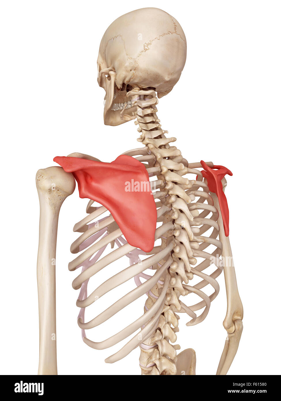 Medical accurata illustrazione della scapola Foto Stock