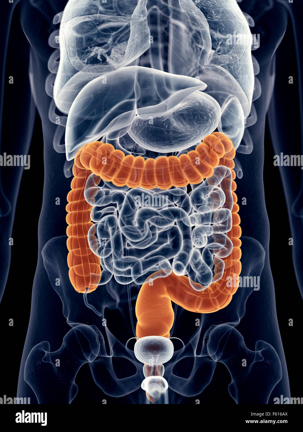 Dal punto di vista medico illustrazione accurata del colon Foto Stock