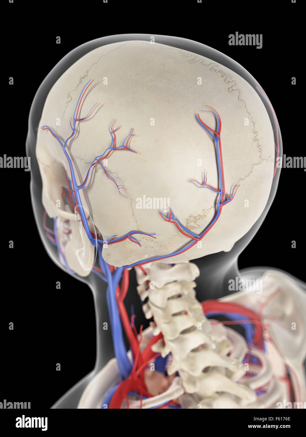 Dal punto di vista medico illustrazione accurata delle vene e delle arterie della testa Foto Stock