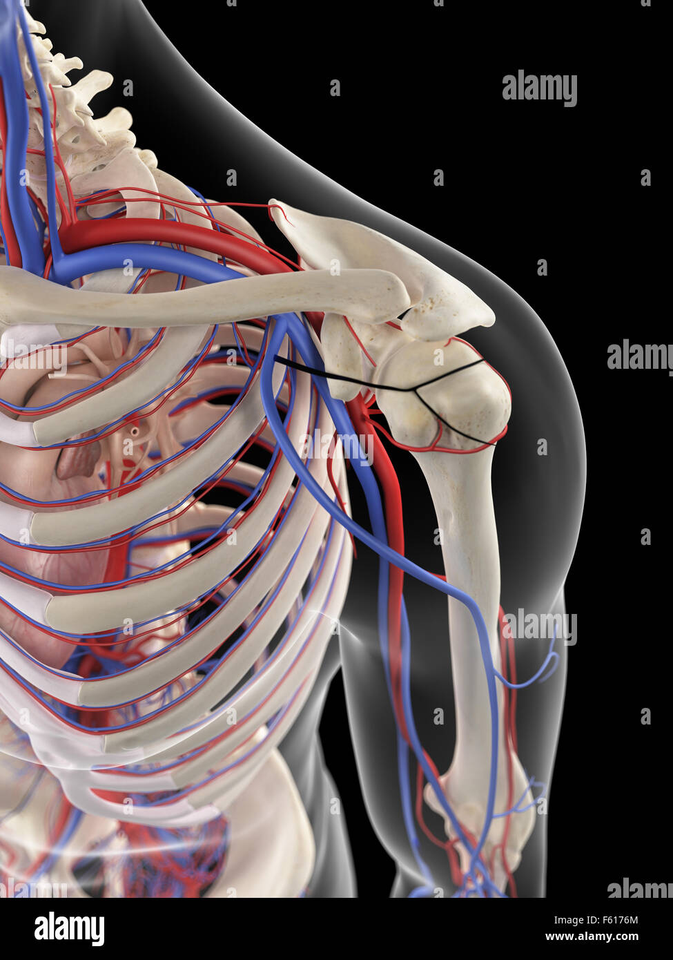 Dal punto di vista medico illustrazione accurata della spalla alimentazione di sangue Foto Stock