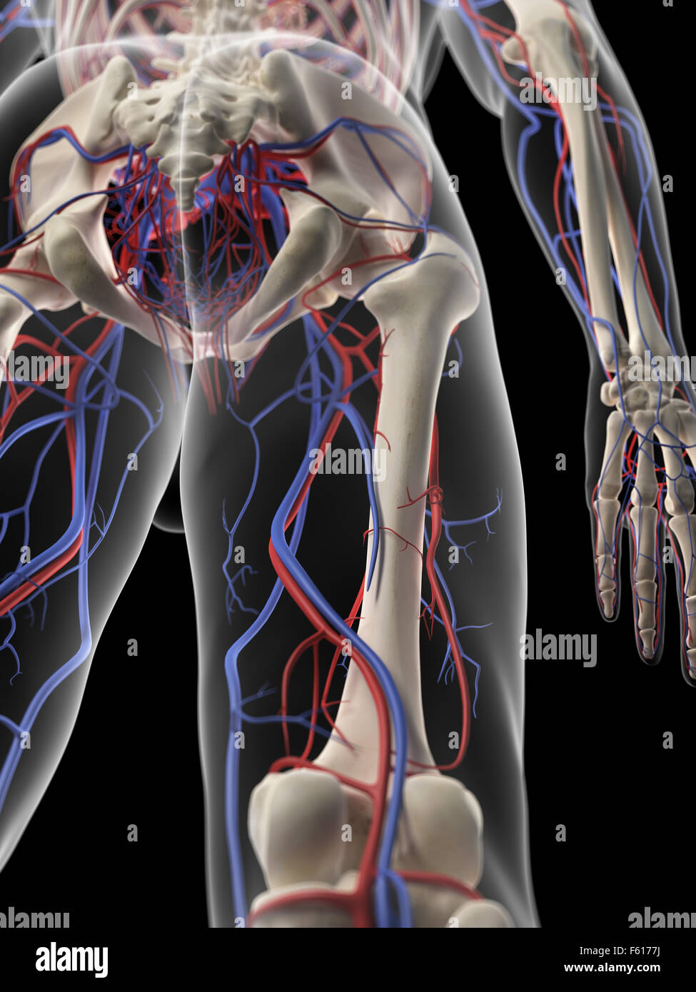 Dal punto di vista medico illustrazione accurata della gamba alimentazione di sangue Foto Stock