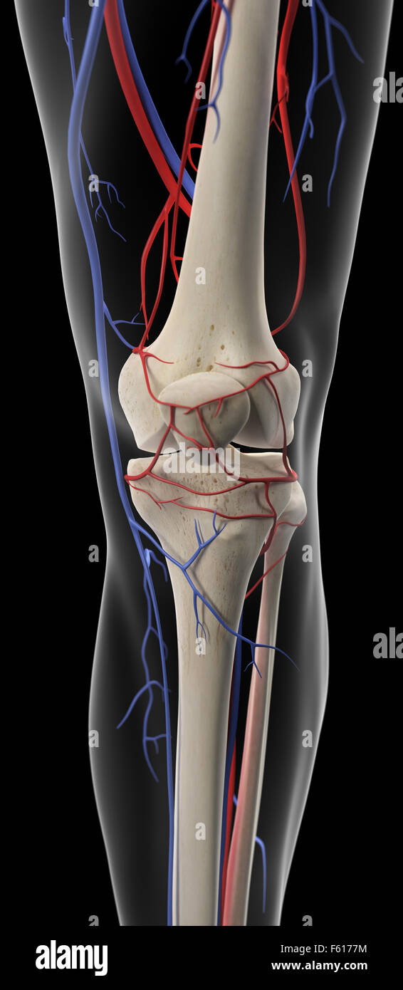 Dal punto di vista medico illustrazione accurata delle arterie e vene del ginocchio Foto Stock