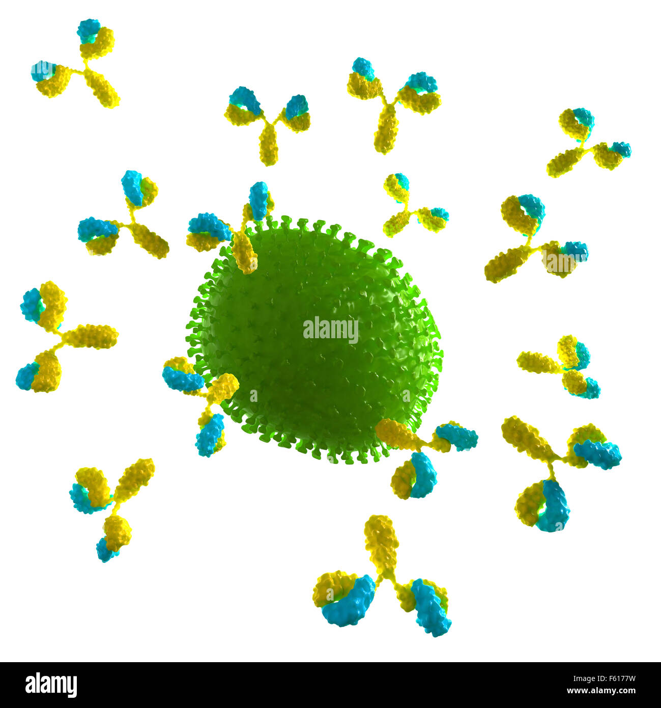 Dal punto di vista medico illustrazione accurata di un virus che viene attaccato da anticorpi Foto Stock