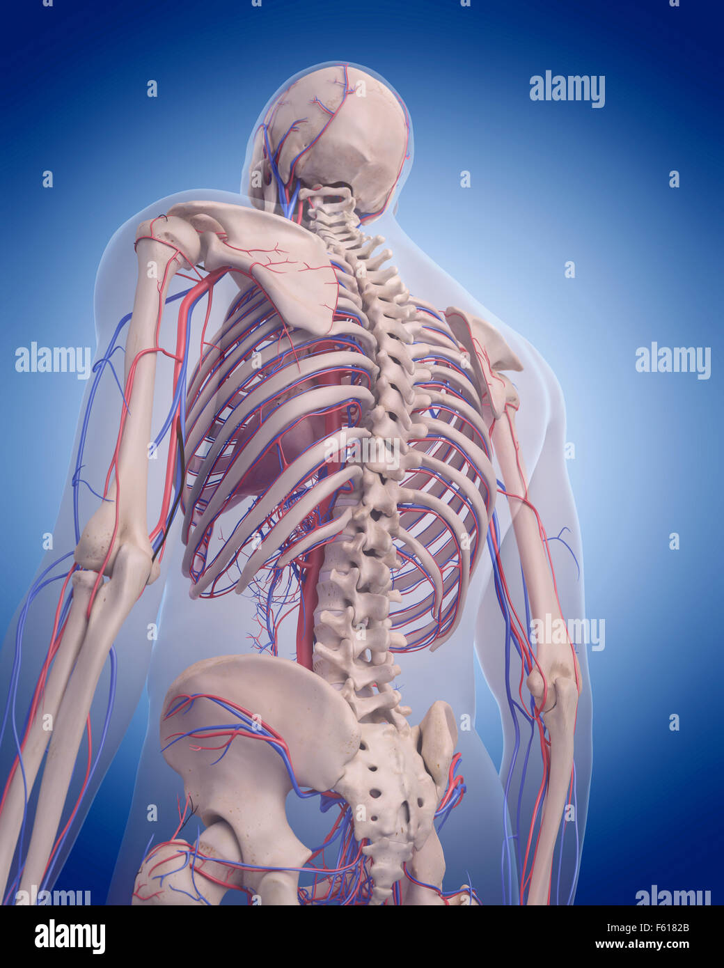 Dal punto di vista medico illustrazione accurata del sistema circolatorio - Torace posteriore Foto Stock