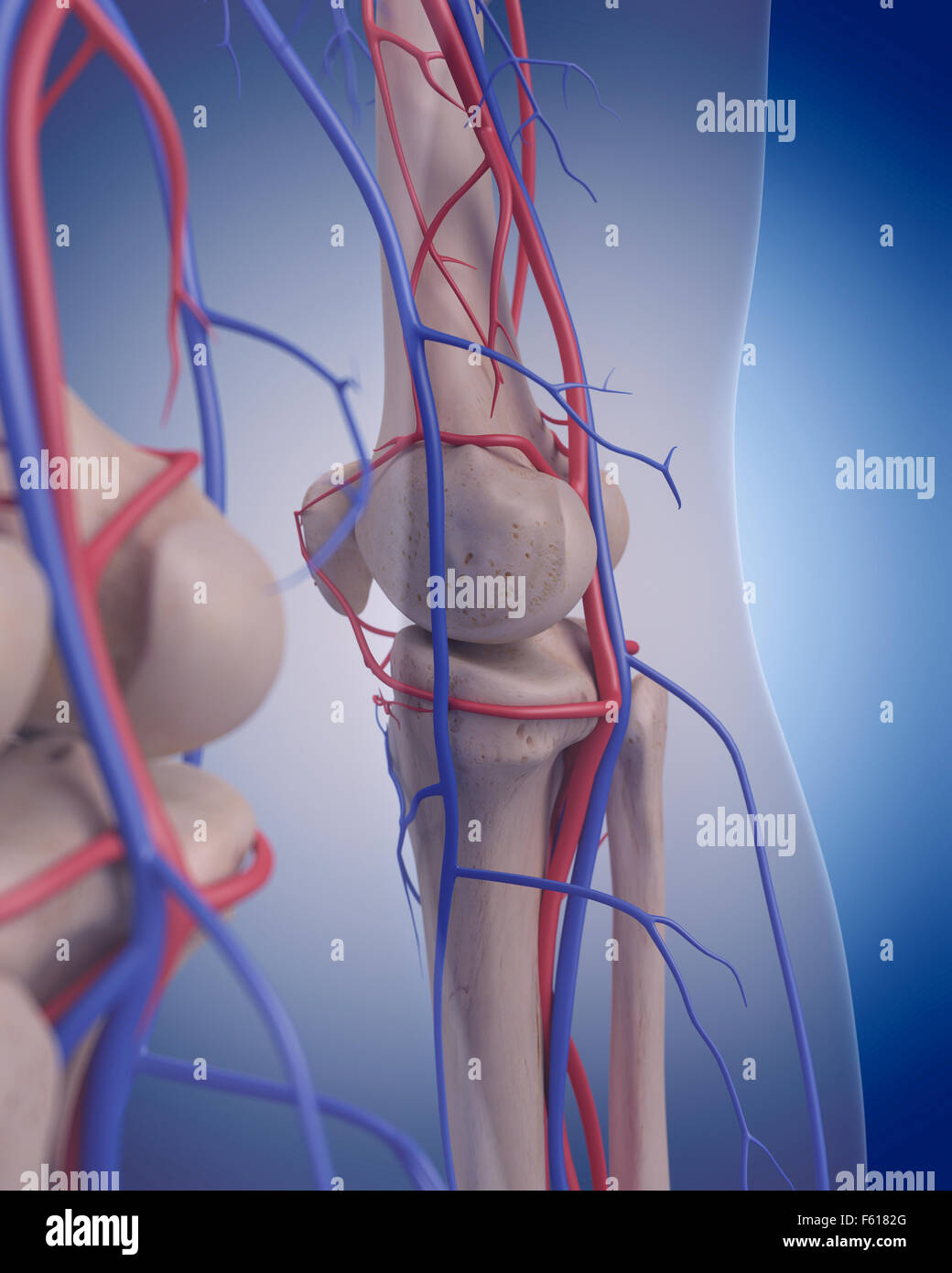 Dal punto di vista medico illustrazione accurata del sistema circolatorio - ginocchio Foto Stock