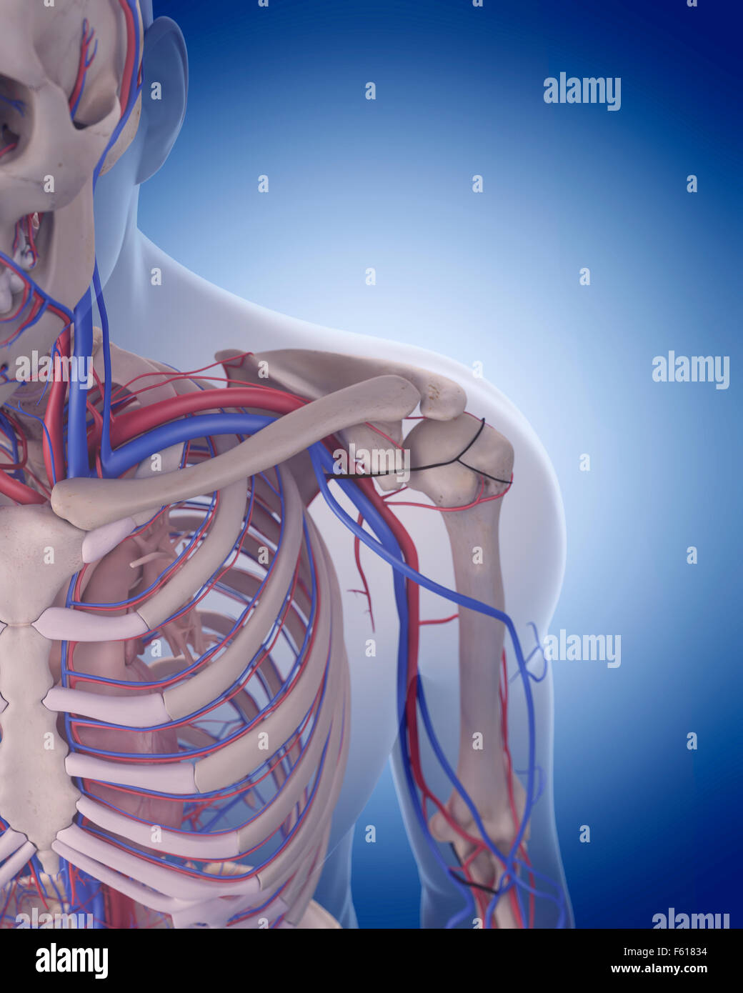 Dal punto di vista medico illustrazione accurata del sistema circolatorio - spalla Foto Stock