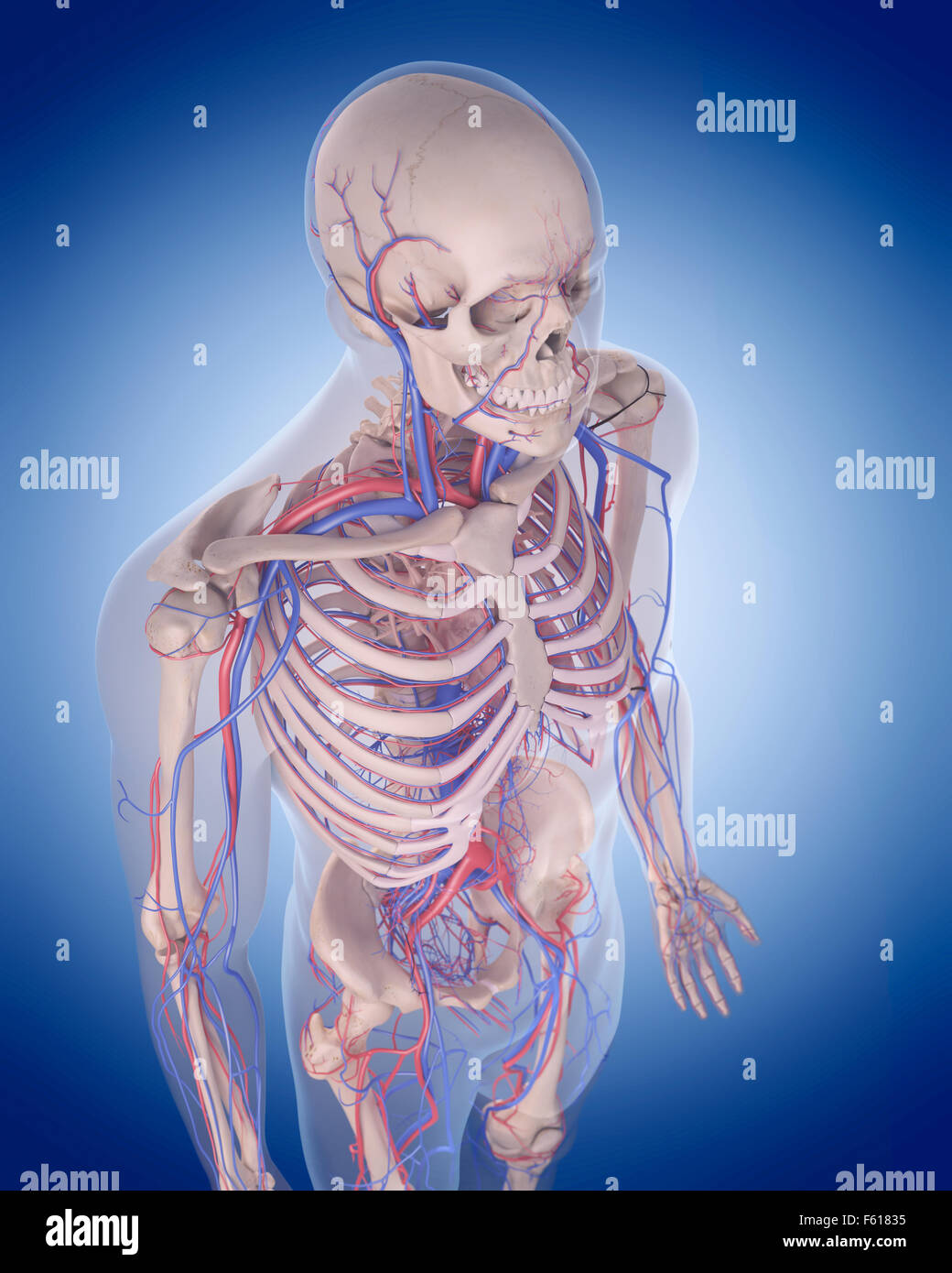 Dal punto di vista medico illustrazione accurata del sistema circolatorio - spalla Foto Stock