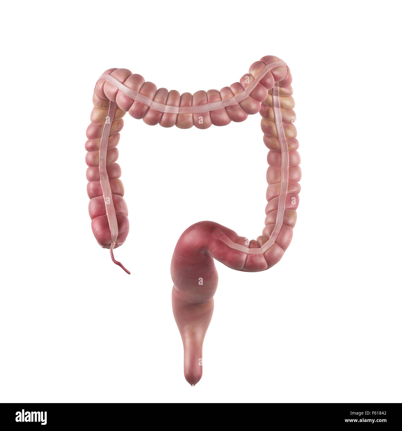 Dal punto di vista medico illustrazione accurata del colon Foto Stock