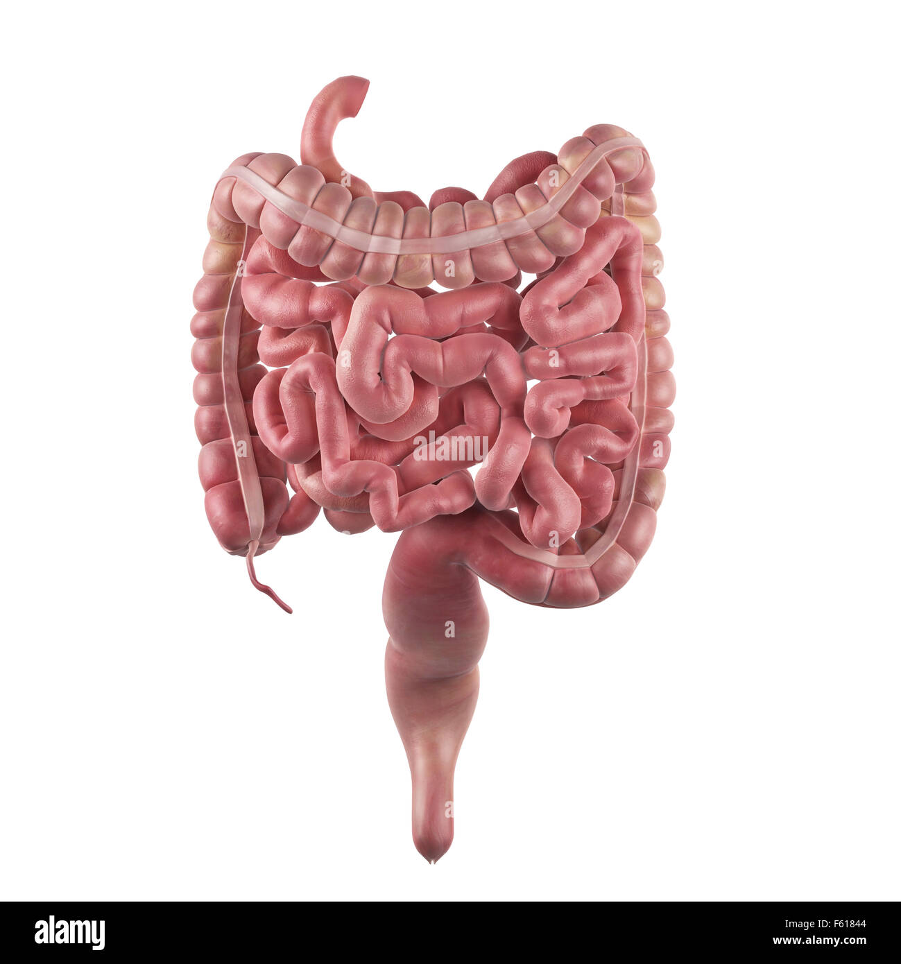 Dal punto di vista medico illustrazione accurata dell'intestino Foto Stock