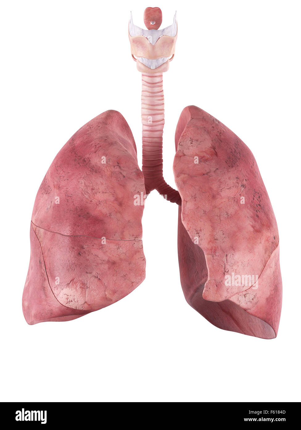 Dal punto di vista medico illustrazione accurata del polmone Foto Stock