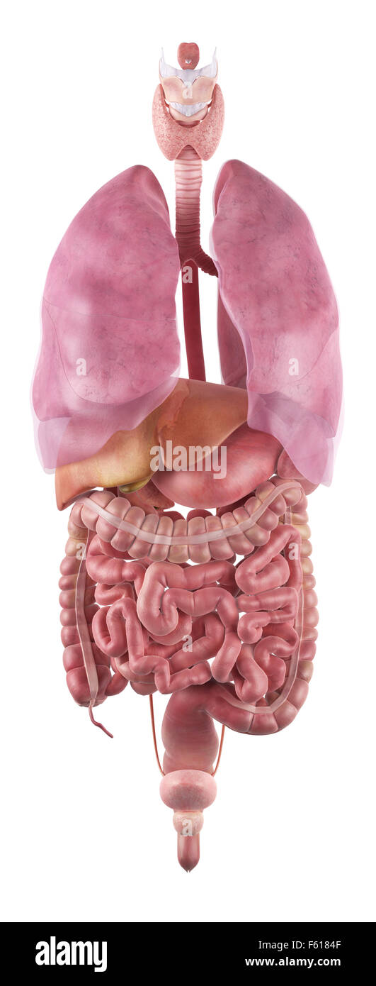 Dal punto di vista medico illustrazione accurata degli organi umani Foto Stock