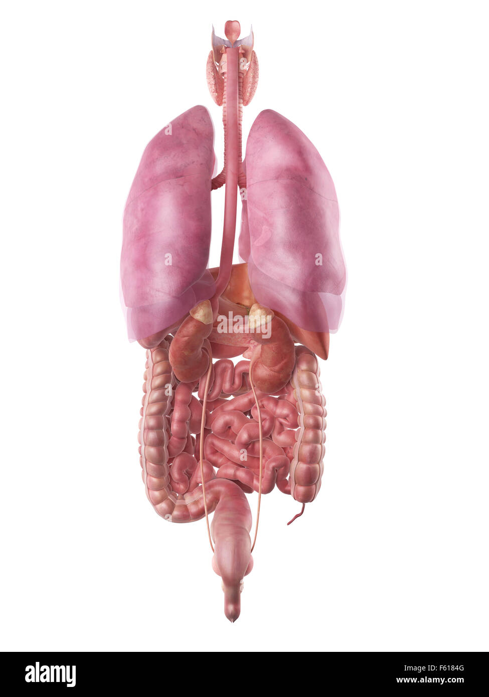 Dal punto di vista medico illustrazione accurata degli organi umani Foto Stock