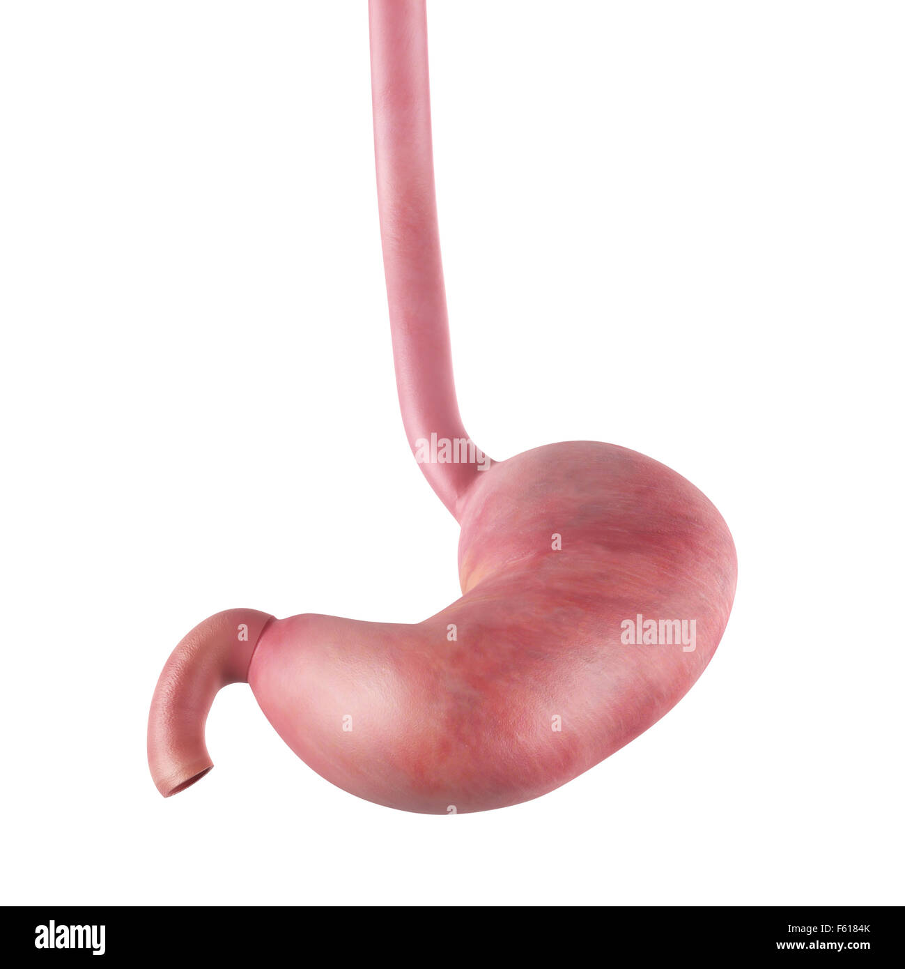 Illustrazione Di Anatomia Dello Stomaco Umano Immagini e Fotos Stock