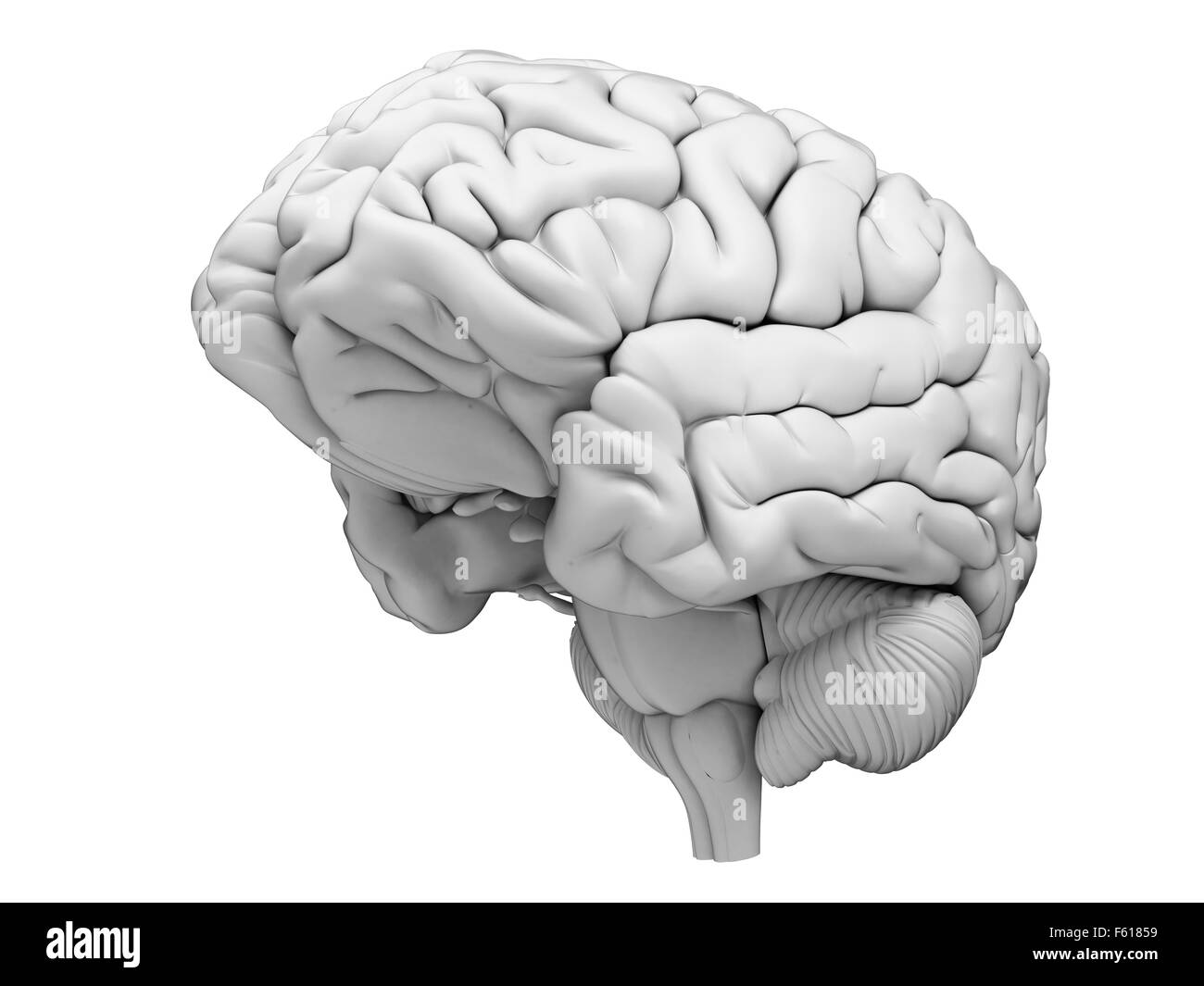 Dal punto di vista medico illustrazione accurata del cervello umano Foto Stock